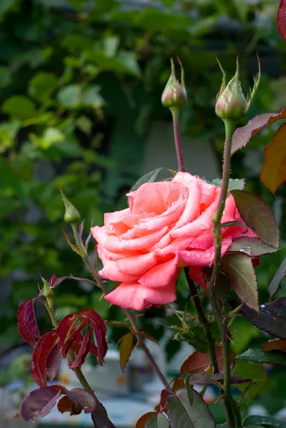 Rosas brillantes —  Fotos de Stock
