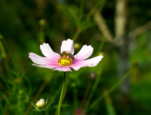 stock image Bee on flower