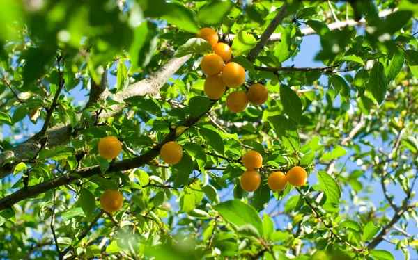 Stock image Cherry plum