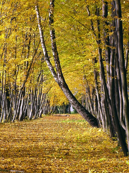 Stock image Autumn avenue