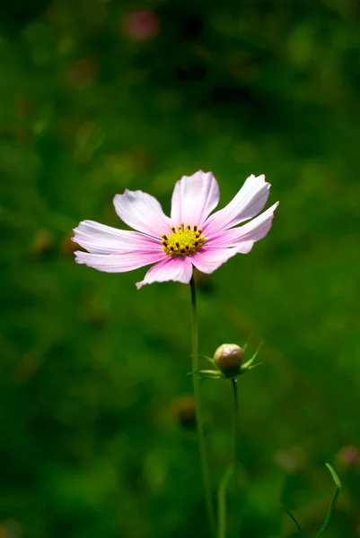 stock image Flower