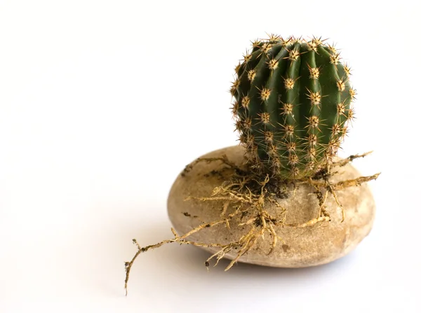 Kleine ronde cactus Rechtenvrije Stockfoto's