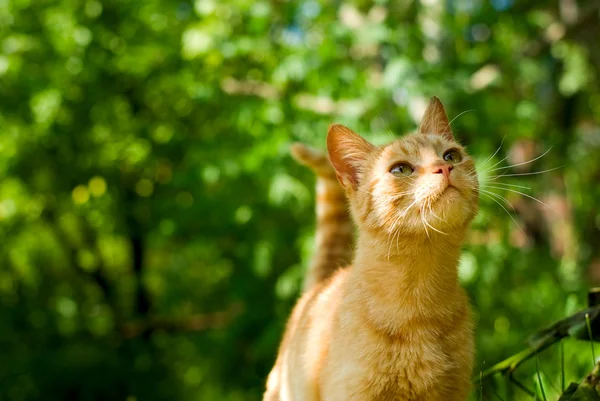 オレンジ色の猫 ストック画像