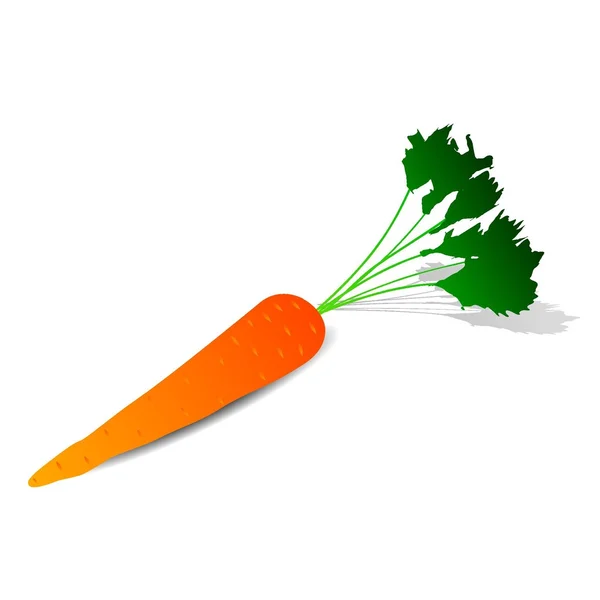 stock vector Carrot