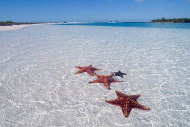 Sea star on the paradise beach clipart