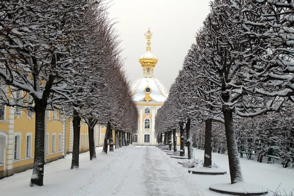 Winter's avenue in garden, Peterhof — Stock Photo, Image