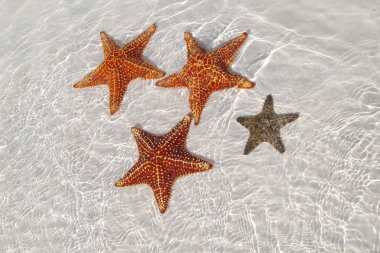 Sea star at the sand bottom clipart