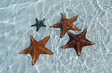 Sea star at the sand bottom of the fine clipart