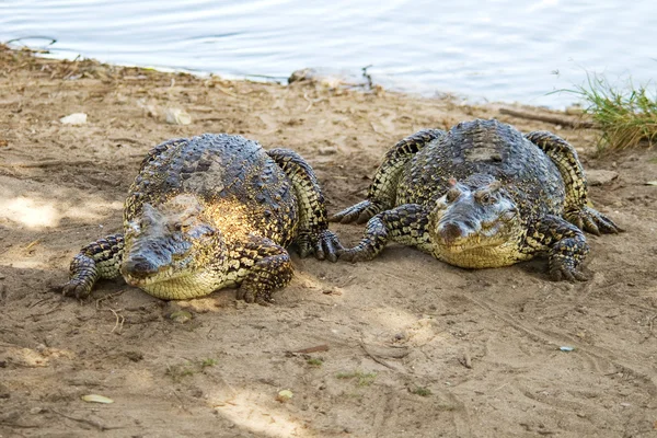 Two Fat Crocodile — Stock Photo, Image