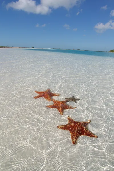 Морская звезда на песчаном дне (2 ) — стоковое фото