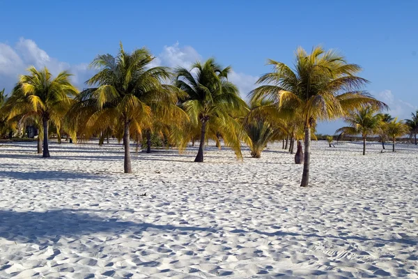棕榈在海滩上 — 图库照片