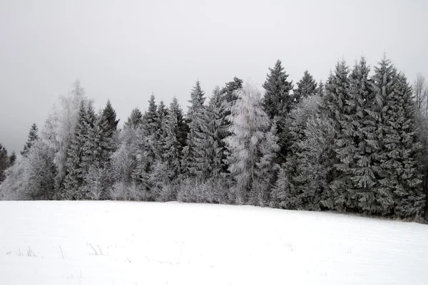 冬の木 ストックフォト