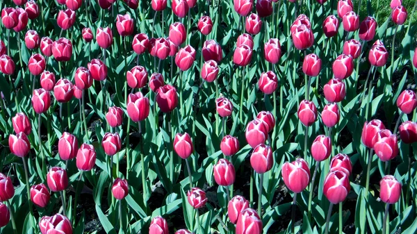 stock image Pink tulips