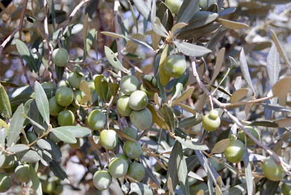 stock image Olives on a tree