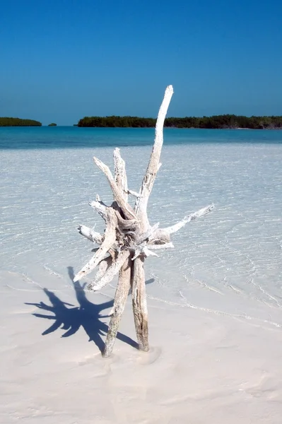 Snag sull'isola di sabbia sul mare dei Caraibi — Foto Stock