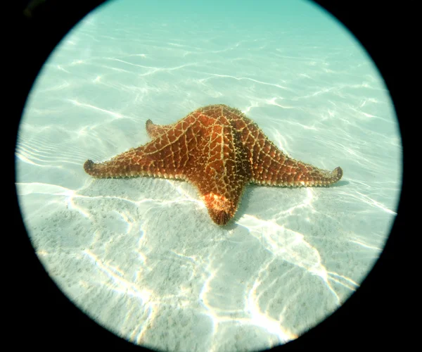 stock image Sea star at the sand bottom