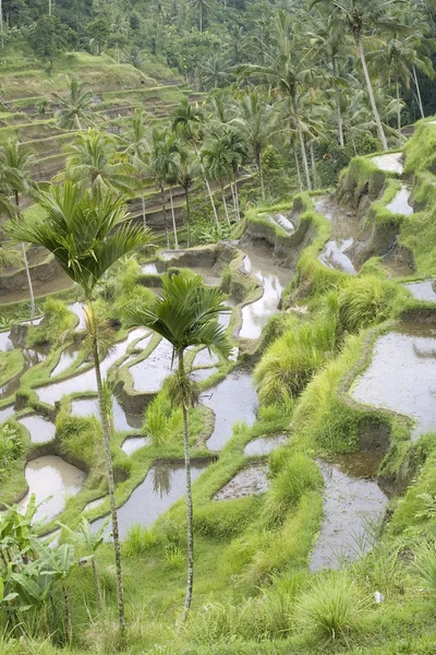 Risfälten på terrasser, Indonesien (3) — Stockfoto