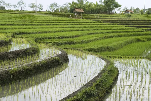 Rýžových polí na terasách, Indonésie (4) — Stock fotografie