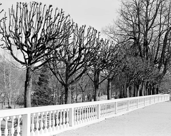 Avenue v parku, brzy na jaře, peterhof — Stock fotografie