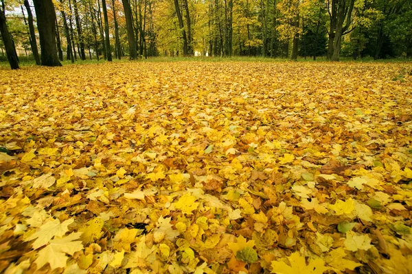 stock image Fallen autumn leaves