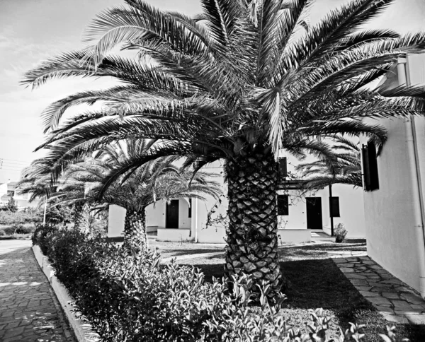 stock image Palm avenue and apartments in Greece