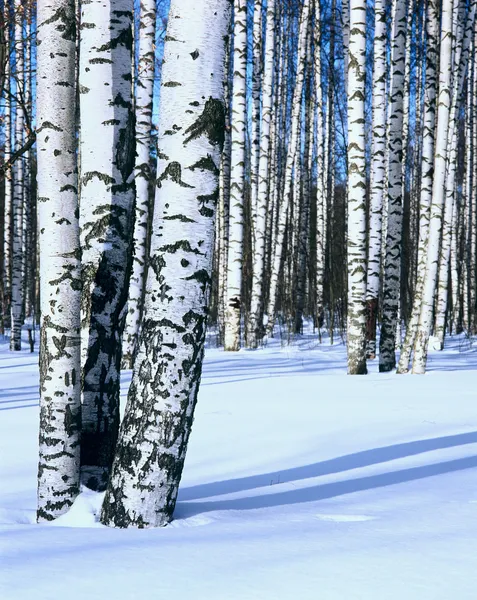 Kış kar huş ağacı orman, dikey — Stok fotoğraf