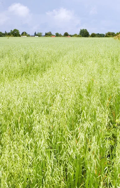 stock image Green oat ears field, August