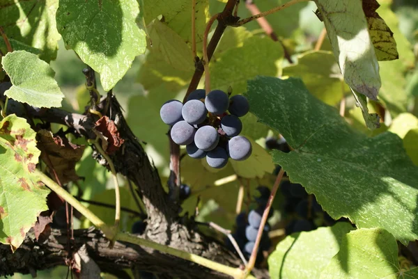 stock image Grapes