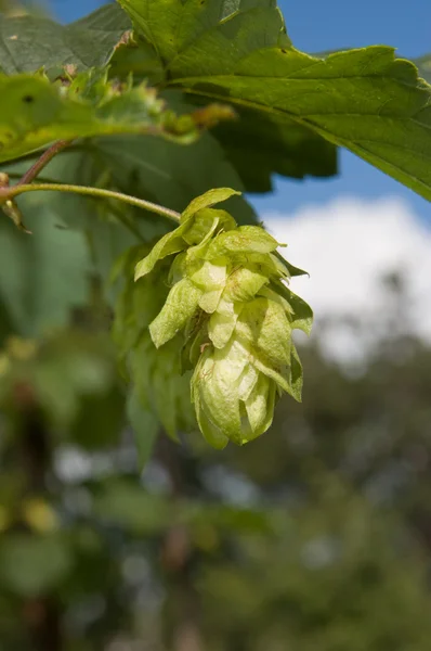 Green cone of hop — Stock Photo, Image