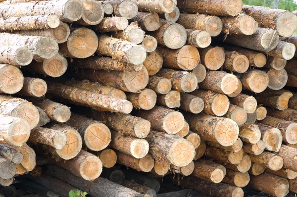 Paquete de troncos — Foto de Stock
