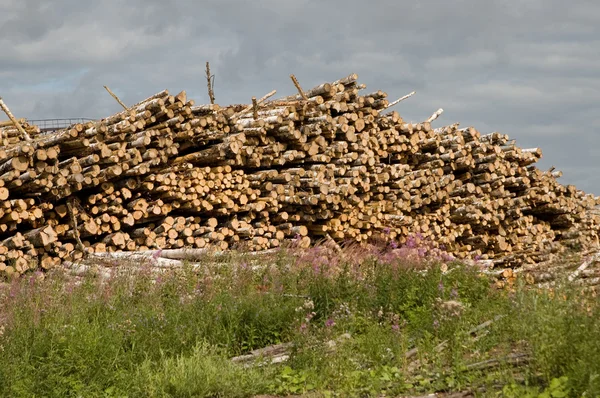 Paquete de troncos — Foto de Stock
