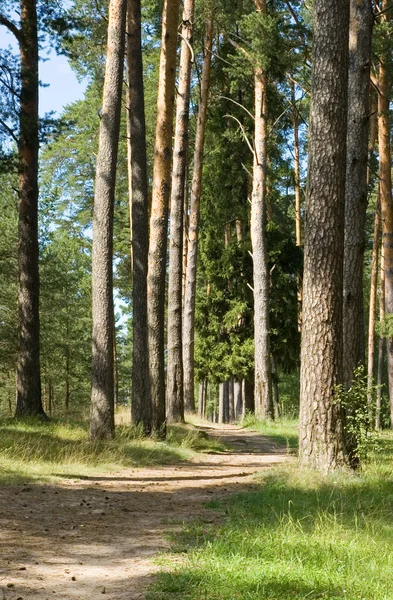 Fußweg in einem Kiefernwald lizenzfreie Stockbilder