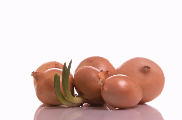 The sprouted onions — Stock Photo, Image