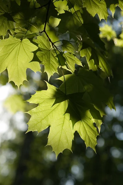 stock image Leaves of maple