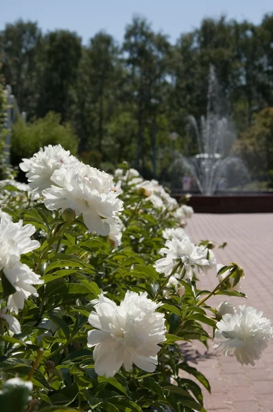 Stock image Garden