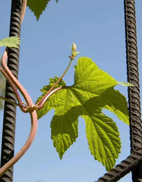 Ivy on the gate — Stock Photo, Image