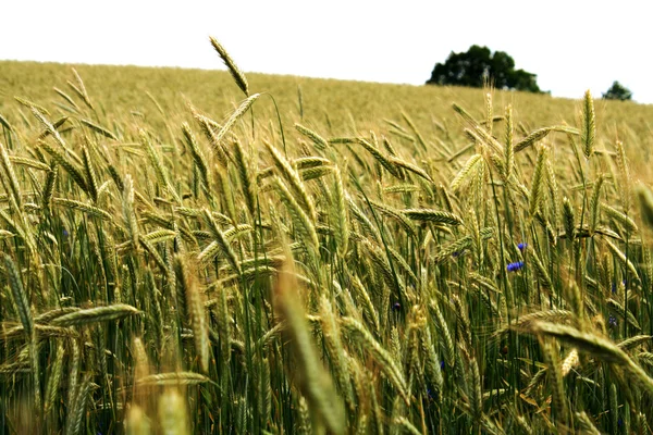 Пшеничное поле Лицензионные Стоковые Фото