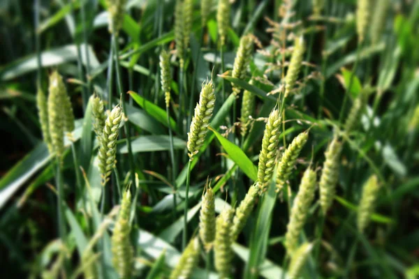 Свежая зеленая пшеница Стоковое Изображение
