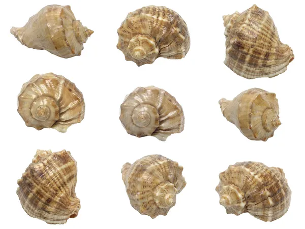 stock image Set of shells of marine molluscs