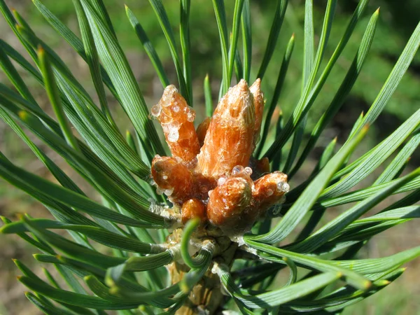 Pine buds covered with resin — Stock Photo, Image
