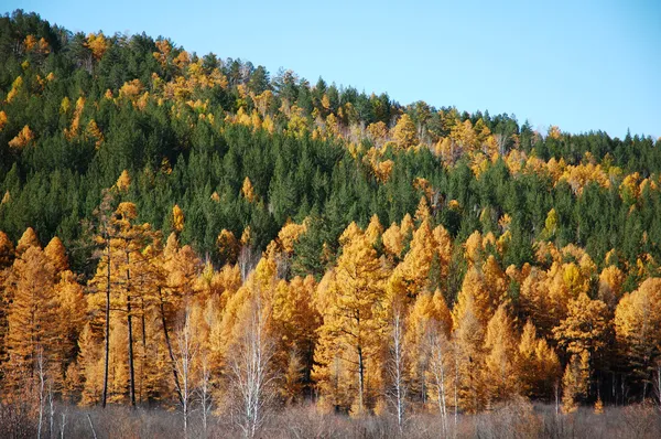 Сибирская тайга осенью — стоковое фото