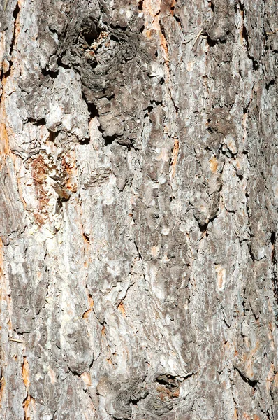 Stock image Texture of the pine bark