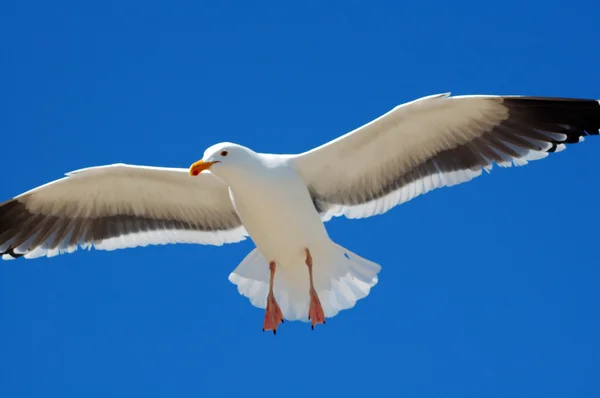 White Seagull bird flying