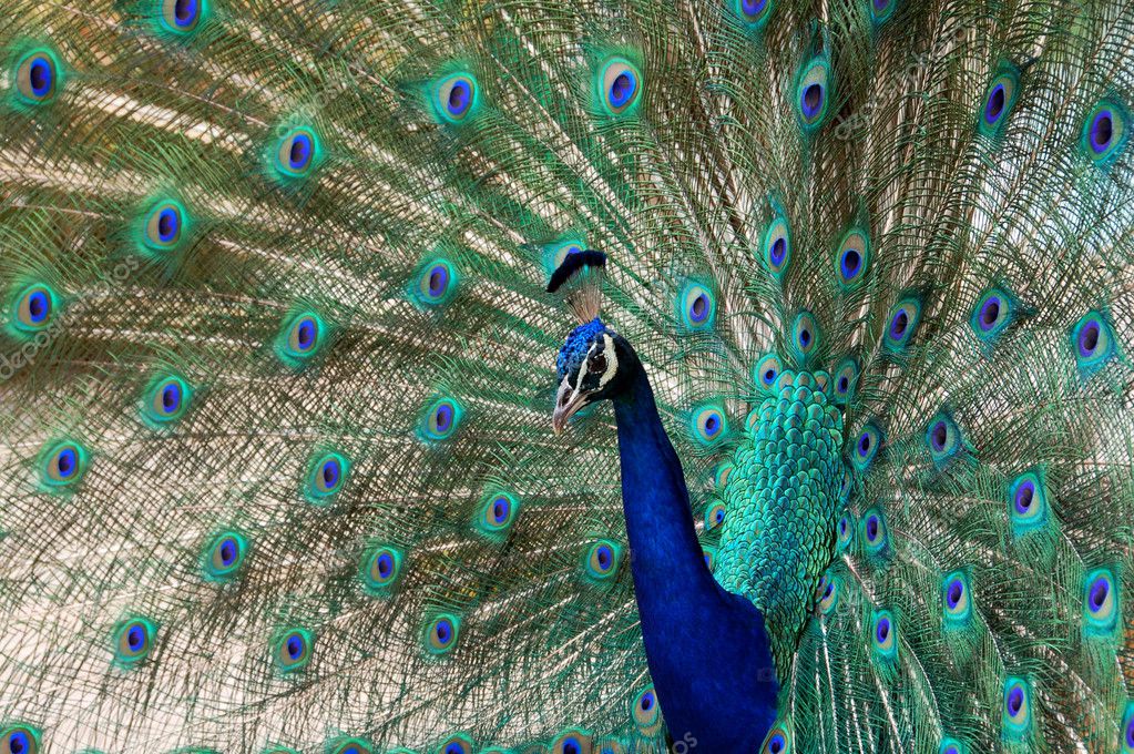 Peacock Bird Dance — Stock Photo © Nikonite #1290225