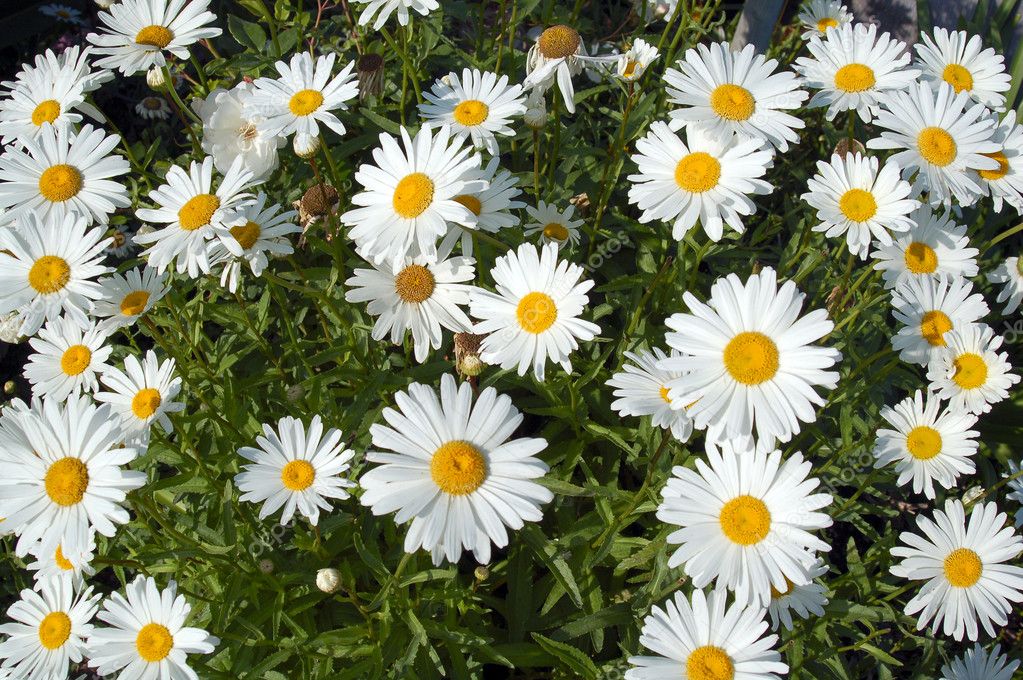 White Daisy Flowers — Stock Photo © Nikonite #1291573