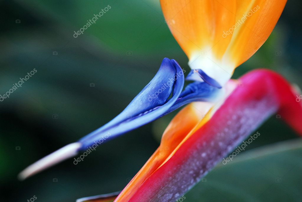 Nikonite
