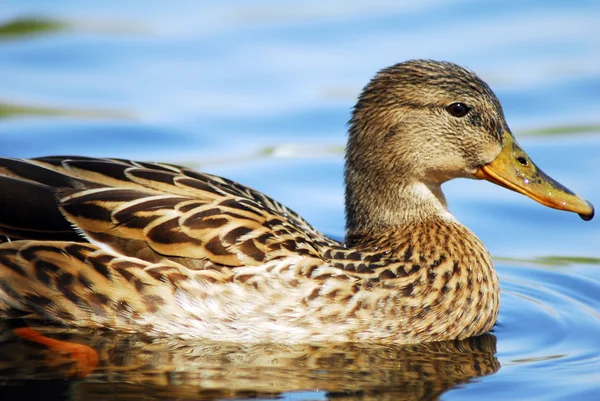 Mallard Drake Duck Swimming — Stock Photo © Nikonite #1291356