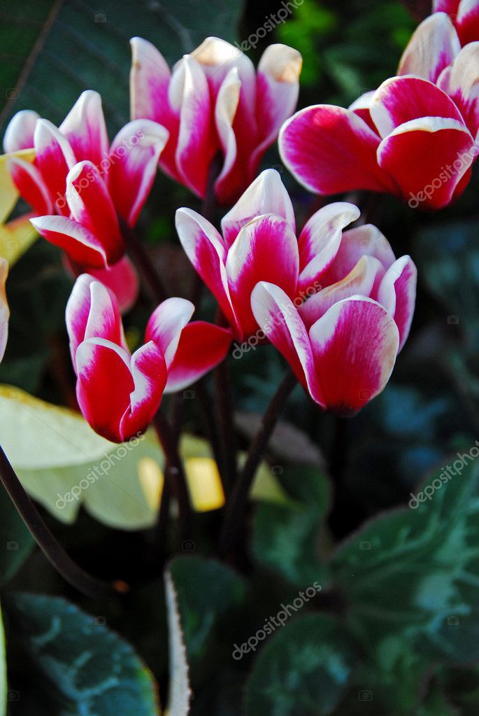 Cyclamen Flowers in Red and White colors — Stock Photo © Nikonite #1316548