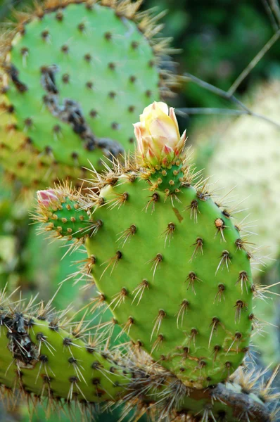 Edible opuntia Cactus Plants — Stock Photo © Nikonite #1331721