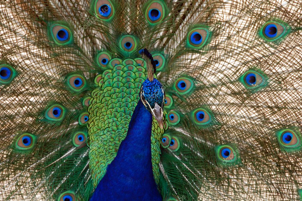 Peacock bird dance — Stock Photo © Nikonite #1331688